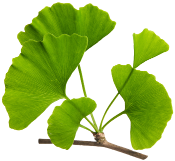 Ginkgo biloba